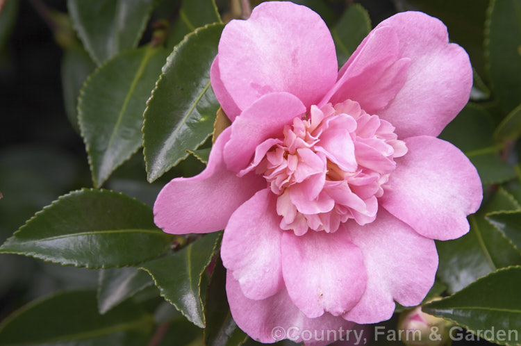 <i>Camellia</i> 'Lucinda', a <i>Camellia sasanqua</i> cultivar with wide-open flowers that sometimes develop petaloid centres. The flowers can be pink or slightly mauve-tinted. It is a quick grower that is often used as an espalier. Order: Ericales, Family: Theaceae