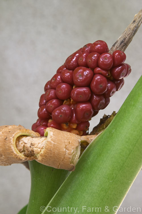 The seedhead of Alocasia brisbanensis, an aroid found in coastal areas. Queensland and northeastern New South Wales, Australia. It forms a solid trunk-like stems and bear arrowhead-shaped leaves to over 1m long. The spathe and spadix are both cream to pale green, with tiny yellow true flowers. alocasia-2256htm'>Alocasia.