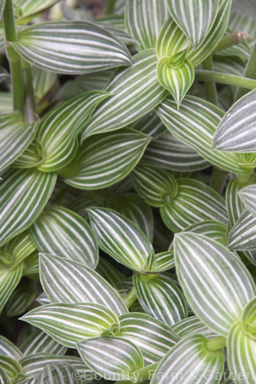 Callisia elegans, a creeping perennial native to Guatemala and Honduras. Although cultivated primarily as a foliage plant, for its white-striped leaves, it also produces sprays of small white flowers. It is possibly not a true species. callisia-2624htm'>Callisia. <a href='commelinaceae-plant-family-photoshtml'>Commelinaceae</a>.