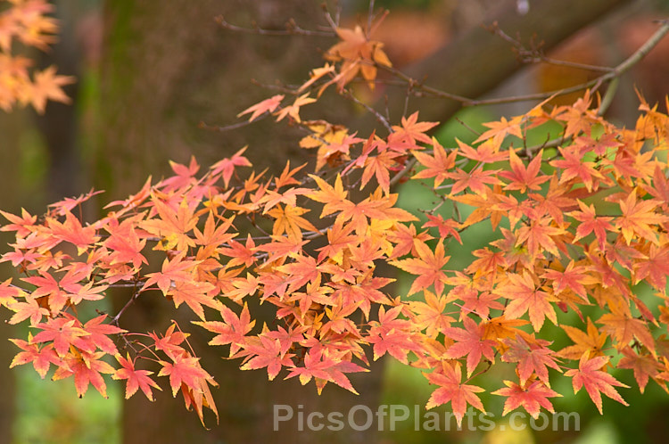 The autumn foliage of the Japanese Maple (<i>Acer palmatum</i>), a widely cultivated 8m tall deciduous tree from Japan and Korea. There are many cultivated forms. Order Sapindales, Family: Sapindaceae