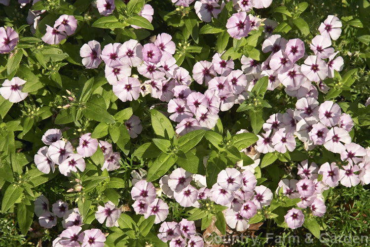 Bedding Phlox, Annual Phlox or Drummond Phlox (<i>Phlox drummondii</i>), a 10-50cm tall annual native to the northwestern United States. It has been developed into an extensive range of garden forms. Order: Ericales, Family: Polemoniaceae