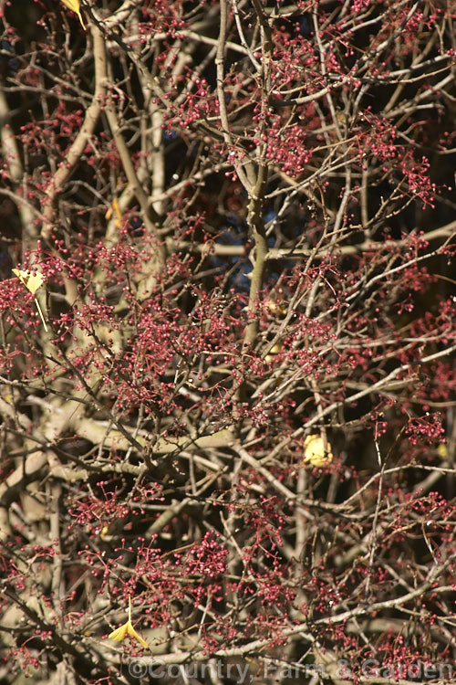 The mature fruit of Zanthoxylum simulans, a species of Prickly Ash native to China and Taiwan. This widespread tropical and subtropical genus of evergreen and deciduous shrubs and trees is cultivated in gardens and also grown for its spicy, edible seeds, oils and various medicinal extracts. Order: Sapindales, Family: Rutaceae