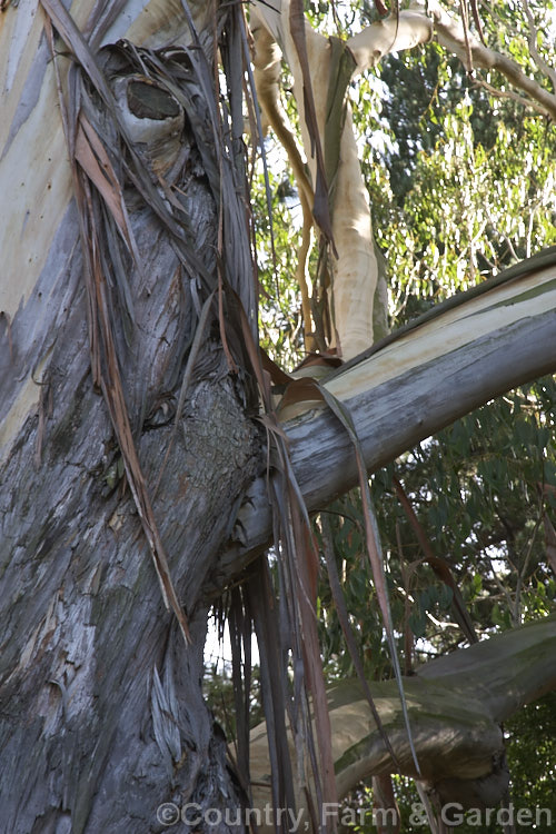 Bark strips hanging from the upper branches of an Alpine Ash (<i>Eucalyptus delegatensis</i>), a 40-90m tall evergreen tree from southeastern Australia and Tasmania. Some eucalypts shed copious quantities of bark, which along with the foliage makes a highly combustible litter. Order: Myrtales, Family: Myrtaceae