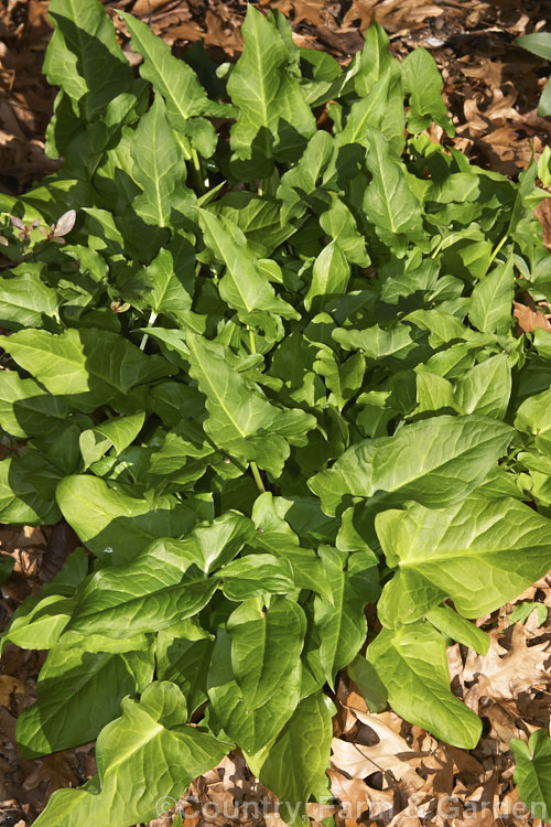 Arum italicum, a perennial found in several forms from southern Europe to western Asia, often naturalises in gardens and can form large patches. It has plain green leaves and is less common in cultivation than the pale-veined. Arum italicum subsp. italicum. arum-2367htm'>Arum.