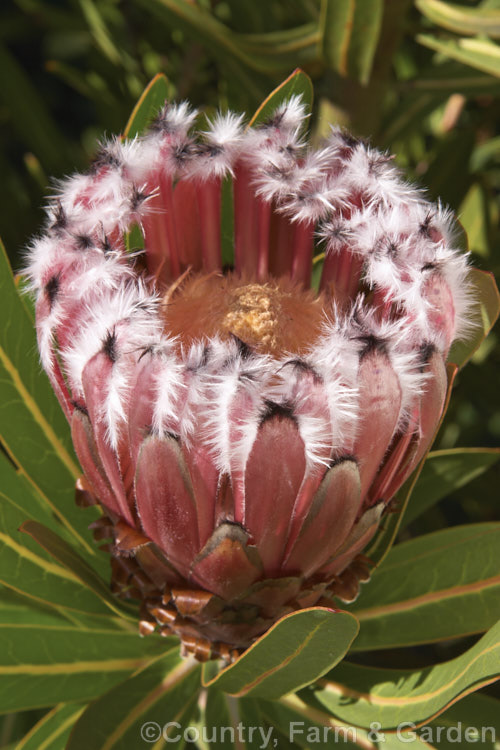 Protea neriifolia 'Silvertips', a white-tipped cultivar of this normally black-tipped species from South Africa. Proteas are excellent cut blooms and widely grown for this purpose.