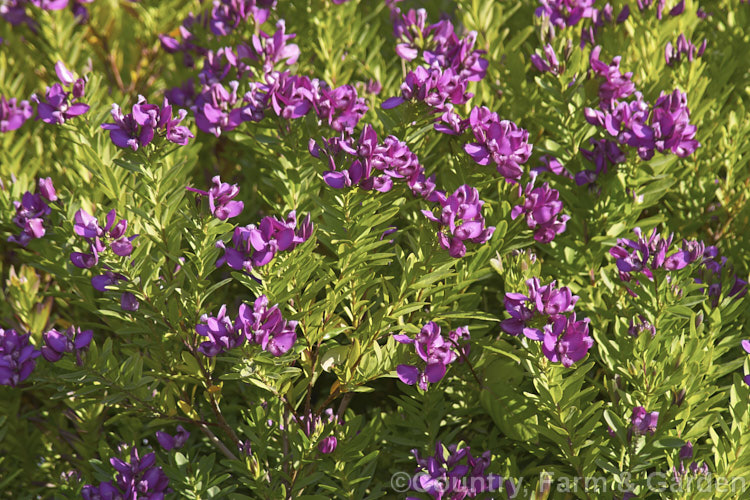 Polygala myrtifolia var. grandiflora, the commonly cultivated large-flowered form of an evergreen shrub native to South Africa. It is an almost continuous-flowering, spreading bush up to 25m high and wide. Order: Fabales, Family: Polygalaceae