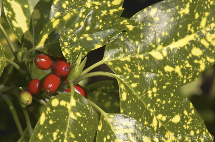 Aucuba japonica 'Variegata', a female cultivar with gold-spotted and blotched foliage and bright red berries. This Japanese evergreen shrub grows to around 35m high and wide. aucuba-2280htm'>Aucuba. <a href='garryaceae-plant-family-photoshtml'>Garryaceae</a>.