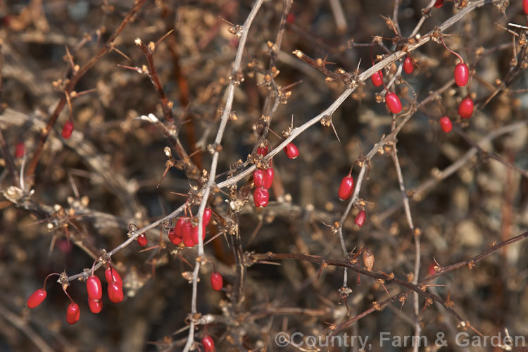 The fruit of Berberis thunbergii, a deciduous, 1-2m tall barberry native to Japan. It is the parent of many garden cultivars. Several cultivars are grown, mainly for their foliage, as the small red berries are inconspicuous until the leaves have fallen. berberis-2186htm'>Berberis. Order: Ranunculales, Family: Berberidaceae