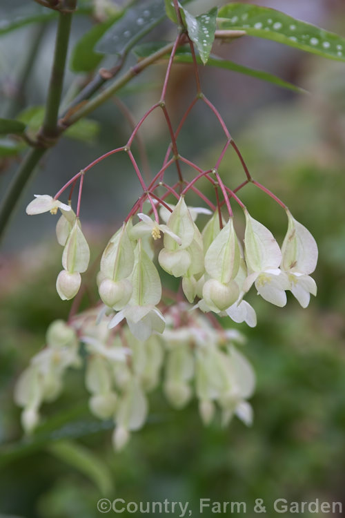 Guinea-wing. Begonia (<i>Begonia albopicta</i>), an evergreen, fibrous-rooted perennial native to Brazil. It is notable for its cane-like stems, white-spotted foliage and pendent clusters of greenish-white flowers, which appear mainly in autumn. Order: Cucurbitales, Family: Begoniaceae