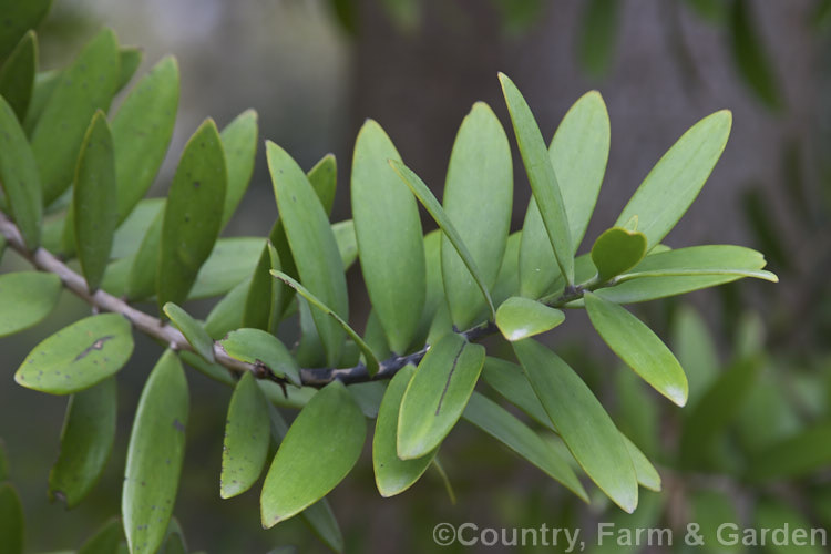 The leathery foliage of the Kauri (<i>Agathis australis</i>), the largest New Zealand native tree, capable of growing to over 60m tall Kauri has an extremely strong, durable, resinous wood that is excellent for high grade furniture and construction. Order: Araucariales, Family: Araucariaceae