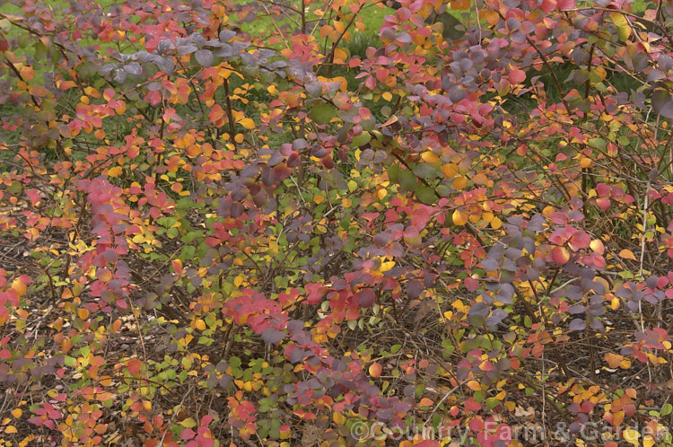 The autumn foliage of Berberis x ottawensis 'Superba', a vigorous. Berberis thunbergii x Berberis vulgaris hybrid that grows to around 3m tall and wide. It has yellow flowers and purple-green foliage that often colours well in autumn before falling. berberis-2186htm'>Berberis. Order: Ranunculales, Family: Berberidaceae