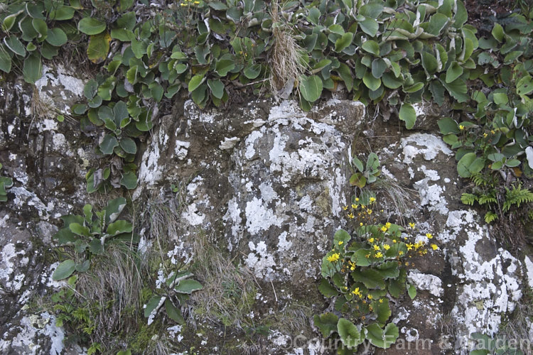 Yellow Rock Daisy (<i>Brachyglottis lagopus</i>), a variable rosette-forming New Zealand perennial usually found in damp, shaded grassland areas, often growing in rock crevices. It flowers intermittently through the year. brachyglottis-2162htm'>Brachyglottis.