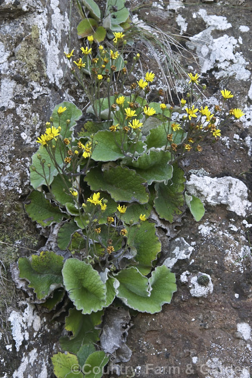 Yellow Rock Daisy (<i>Brachyglottis lagopus</i>), a variable rosette-forming New Zealand perennial usually found in damp, shaded grassland areas, often growing in rock crevices. It flowers intermittently through the year. brachyglottis-2162htm'>Brachyglottis.