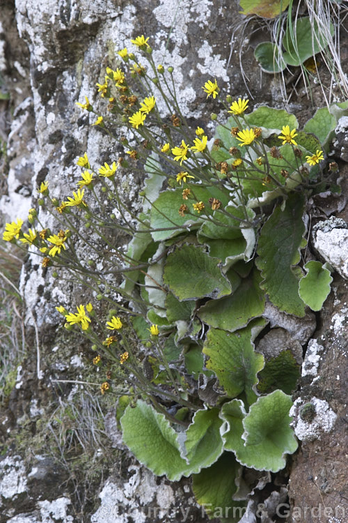 Yellow Rock Daisy (<i>Brachyglottis lagopus</i>), a variable rosette-forming New Zealand perennial usually found in damp, shaded grassland areas, often growing in rock crevices. It flowers intermittently through the year. brachyglottis-2162htm'>Brachyglottis.