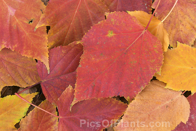 The autumn foliage of the Red-stemmed Maple (<i>Acer caudatifolium</i>), a native of China and Taiwan with tough leathery leaves and red-tinted young branches. It is deciduous but often retains its foliage into early winter. Order Sapindales, Family: Sapindaceae