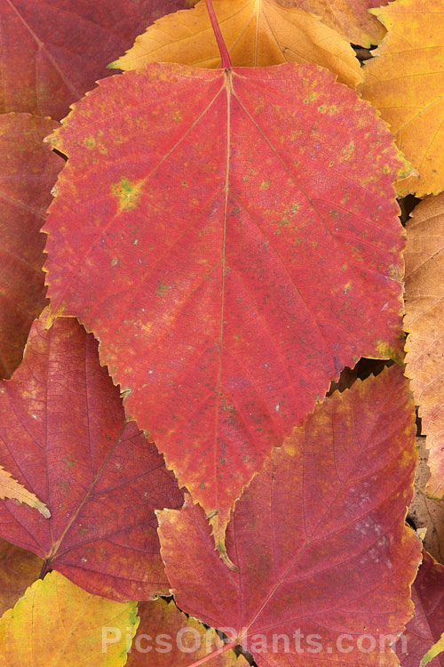 The autumn foliage of the Red-stemmed Maple (<i>Acer caudatifolium</i>), a native of China and Taiwan with tough leathery leaves and red-tinted young branches. It is deciduous but often retains its foliage into early winter. Order Sapindales, Family: Sapindaceae