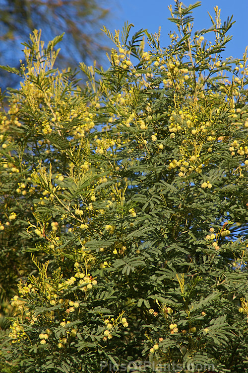 Deane's Wattle (<i>Acacia deanei</i>), an evergreen shrub or small tree native to New South Wales, Australia. It is early-flowering and similar to Acacia decurrens. Order: Fabales, Family: Fabaceae