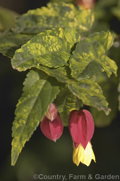 <i>Abutilon megapotamicum</i> 'Variegatum', a yellow-variegated form of the Trailing Abutilon, a rather untidy, spreading to semi-climbing evergreen 2m high shrub native to Brazil. Order: Malvales, Family: Malvaceae