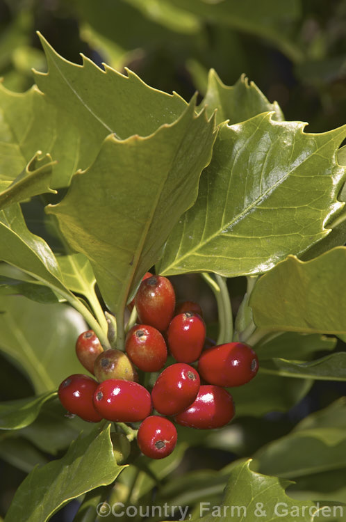 Japanese Laurel (<i>Aucuba japonica</i>), a Japanese evergreen shrub usually seen in its widely cultivated variegated and fancy foliaged forms. Female plants bear clusters of large red berries in winter. aucuba-2280htm'>Aucuba. <a href='garryaceae-plant-family-photoshtml'>Garryaceae</a>.