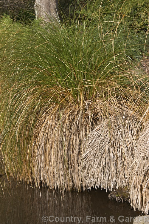 Niggerhead or Makura (<i>Carex secta</i>), a New Zealand sedge that gradually raises itself to around 12m high on a trunk-like mound of old roots and dried foliage. Usually found in damp areas. Order: Poales, Family: Cyperaceae