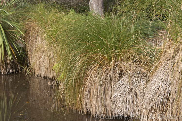 Niggerhead or Makura (<i>Carex secta</i>), a New Zealand sedge that gradually raises itself to around 12m high on a trunk-like mound of old roots and dried foliage. Usually found in damp areas. Order: Poales, Family: Cyperaceae