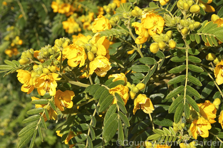 Senna multiglandulosa (syn. Cassia tomentosa</i>), a small, evergreen, winter-flowering tree found over much of the warm temperate Southern Hemisphere. senna-3304htm'>Senna.