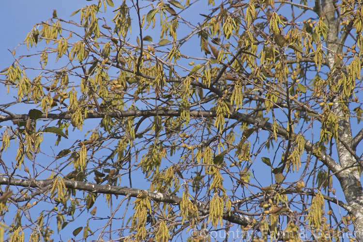 The catkins of the White Alder (<i>Alnus rhombifolia</i>), a tree to 20m tall with an open, spreading crown. Deciduous in cold winters it retains some foliage in mild areas and flowers in winter. It has attractive pale bark and its catkins are yellow-green, not purple-tinted like those of the more common. Alnus glutinosa. The long catkins are the male or pollen catkins, and the short are the female or seed catkins. alnus-2121htm'>Alnus. <a href='betulaceae-plant-family-photoshtml'>Betulaceae</a>.