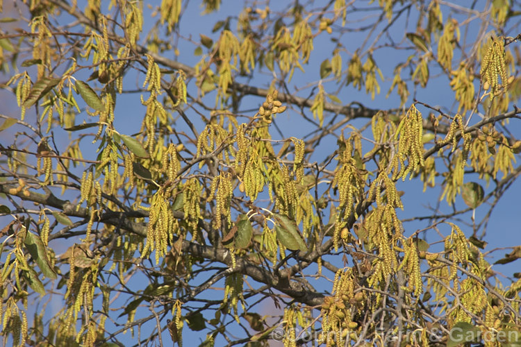 The catkins of the White Alder (<i>Alnus rhombifolia</i>), a tree to 20m tall with an open, spreading crown. Deciduous in cold winters it retains some foliage in mild areas and flowers in winter. It has attractive pale bark and its catkins are yellow-green, not purple-tinted like those of the more common. Alnus glutinosa. The long catkins are the male or pollen catkins, and the short are the female or seed catkins. alnus-2121htm'>Alnus. <a href='betulaceae-plant-family-photoshtml'>Betulaceae</a>.