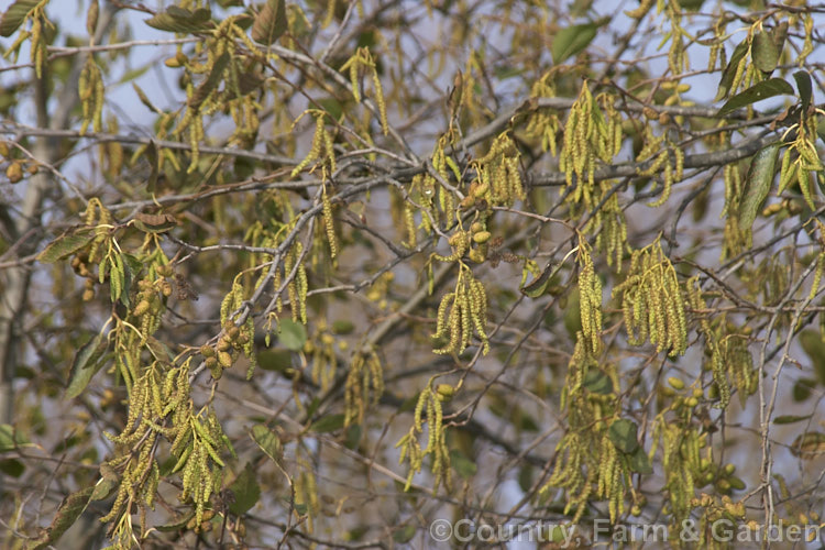 The catkins of the White Alder (<i>Alnus rhombifolia</i>), a tree to 20m tall with an open, spreading crown. Deciduous in cold winters it retains some foliage in mild areas and flowers in winter. It has attractive pale bark and its catkins are yellow-green, not purple-tinted like those of the more common. Alnus glutinosa. The long catkins are the male or pollen catkins, and the short are the female or seed catkins. alnus-2121htm'>Alnus. <a href='betulaceae-plant-family-photoshtml'>Betulaceae</a>.