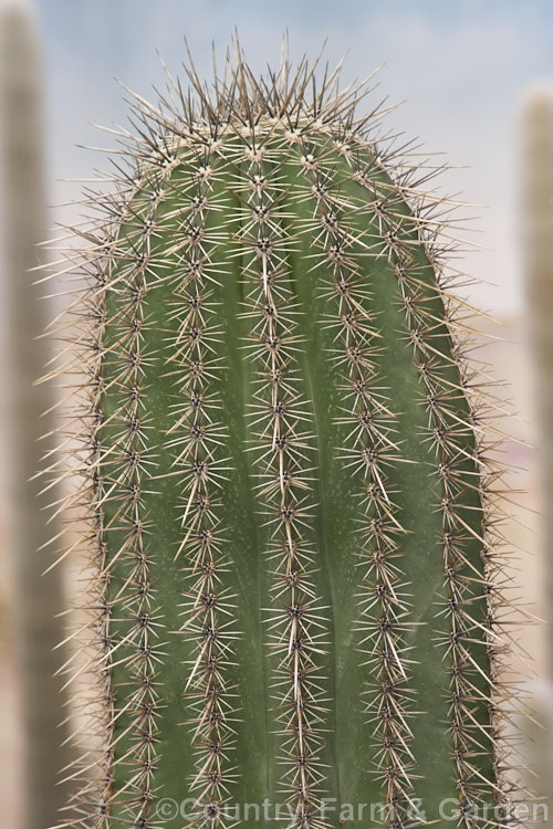 Saguaro (<i>Carnegiea gigantea</i>), a tall, branching cactus native to the southwest of the United States and nearby parts of Mexico. It has large white flowers and can grow to well over 10m tall. Order: Caryophyllales, Family: Cactaceae