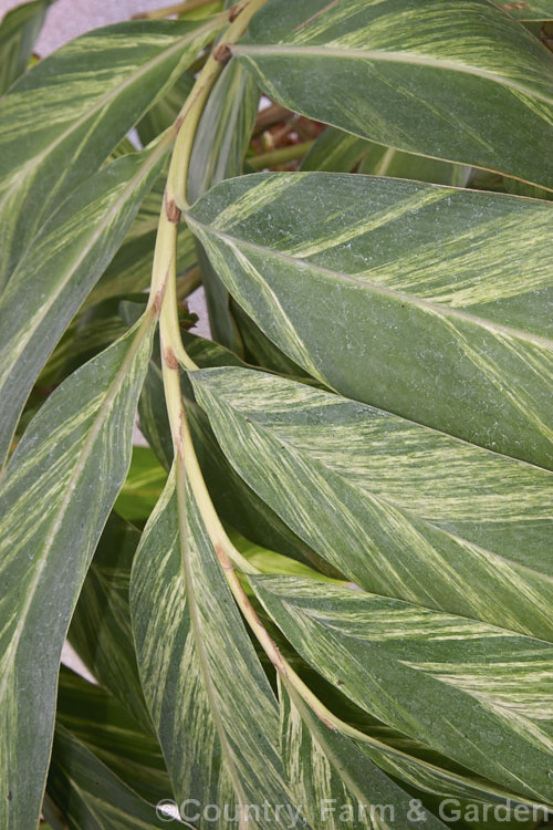 Variegated Shell. Ginger (<i>Alpinia zerumbet [syns. Alpinia nutans, Alpinia speciosa] 'Variegata'), a low-growing variegated foliage cultivar of an East Asian evergreen perennial that grows to about 3m high and wide. alpinia-2319htm'>Alpinia. .