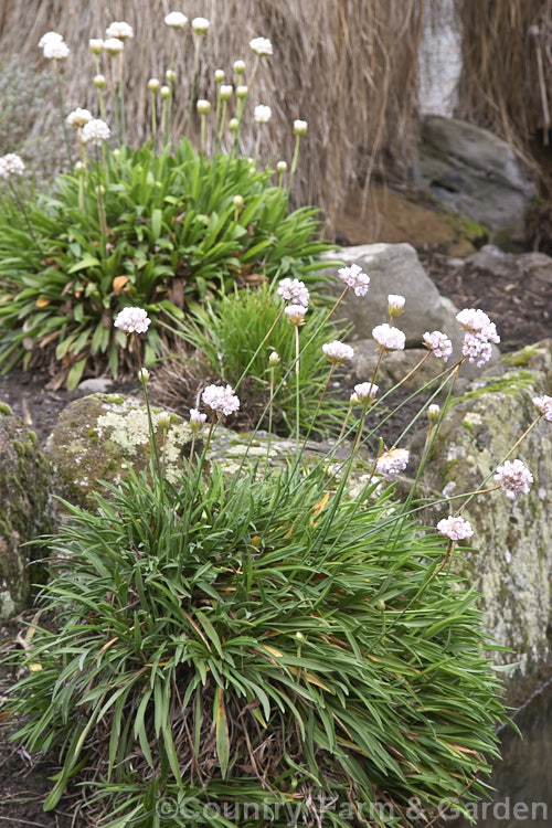 Plantain Thrift, Pinkball Thrift or False Sea Thrift (<i>Armeria pseudarmeria</i>), a long-flowering evergreen shrublet native to western Portugal. Usually soft pink, the flower colour ranges from white to wine red. The flower stems are up to 50cm tall Order: Caryophyllales, Family: Plumbaginaceae