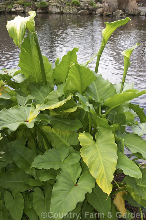 Green Goddess. Arum (<i>Zantedeschia aethiopica 'Green Goddess'), a green and white-spathed cultivar of a large-leaved 15m high. South African perennial. In mild climates, evergreen and flowers year-round.