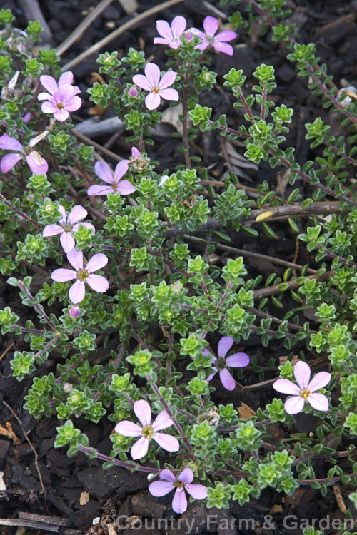 <i>Acmadenia heterophylla</i>, a small, spreading, evergreen shrub native to the southern Cape region of South Africa. It grows to around 40cm tall, spreads to over 1m wide and flowers from autumn until well into spring. Order: Sapindales, Family: Rutaceae