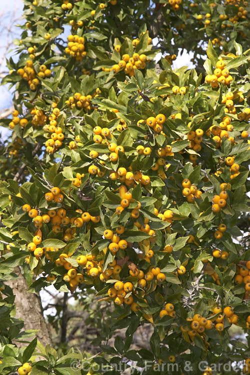 Crataegus pubescens var. stipulacea, an evergreen hawthorn native to Mexico. Its has few thorns and its fruit ripens late and lasts well into winter, almost until spring. crataegus-2134htm'>Crataegus.