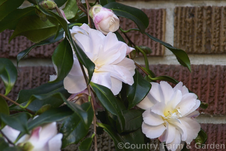 <i>Camellia</i> 'Star Above Star', a very late blooming cultivar of <i>Camellia vernalis</i> that is usually included with the <i>Camellia sasanqua</i> cultivars. It may be thought of as either a late autumn camellia or a very early spring flower. Order: Ericales, Family: Theaceae