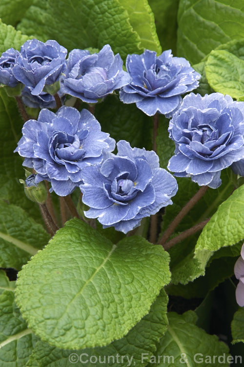 Primula vulgaris 'Blue Sapphire', a vigorous double-flowered primrose that starts to flower in early spring. This is a popular show cultivar.