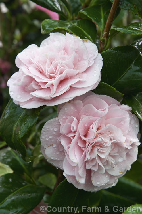 <i>Camellia</i> 'Dreamboat' (<i>Camellia saluensis</i> x 'K. Sawada'), an early-flowering hybrid raised by Jury of New Zealand in 1976. Order: Ericales, Family: Theaceae