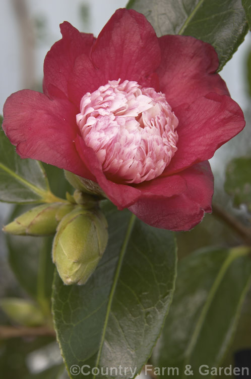 <i>Camellia</i> 'Sundae', a <i>Camellia japonica</i> cultivar very much in the 'Tinsie' style. It is a compact bush with small flowers that have conspicuously congested centres. Order: Ericales, Family: Theaceae