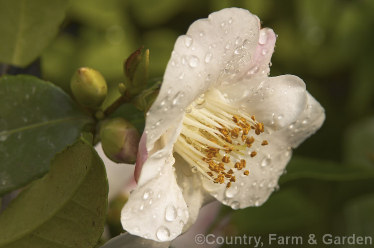 <i>Camellia</i> 'Quintessence', a New Zealand-raised <i>Camellia lutchuensis</i> hybrid introduced in 1985. It is a compact plant with a spreading habit and mildly scented flowers. Order: Ericales, Family: Theaceae