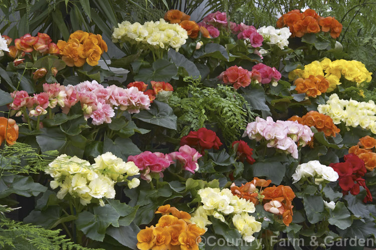 Winter-flowering. Begonia or Rieger. Begonia (<i>Begonia x hiemalis [Begonia socotrana x Begonia x tuberhybrida]), a group of compact fibrous-rooted hybrids that flower year-round but that are best known for their winter flowers. Order: Cucurbitales, Family: Begoniaceae