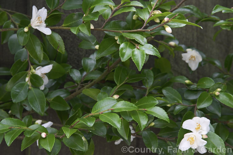 <i>Camellia lutchuensis</i>, a 2-3m tall evergreen shrub native to the Ryukyu (Luchu)Islands between Taiwan and Japan. It has a rather lax habit, mildly fragrant flowers from mid-winter and is often grown as an espalier. Order: Ericales, Family: Theaceae