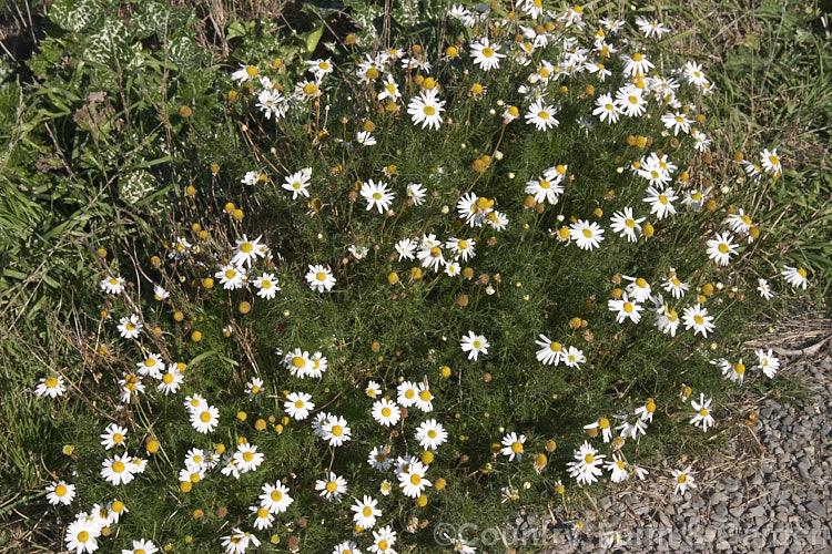 Mayweed or Stinking Chamomile (<i>Anthemis cotula</i>), an aromatic annual or short-lived perennial found naturally from Europe to North Africa and the Middle. East and widely naturalised as a weed in may temperate areas. anthemis-2193htm'>Anthemis.