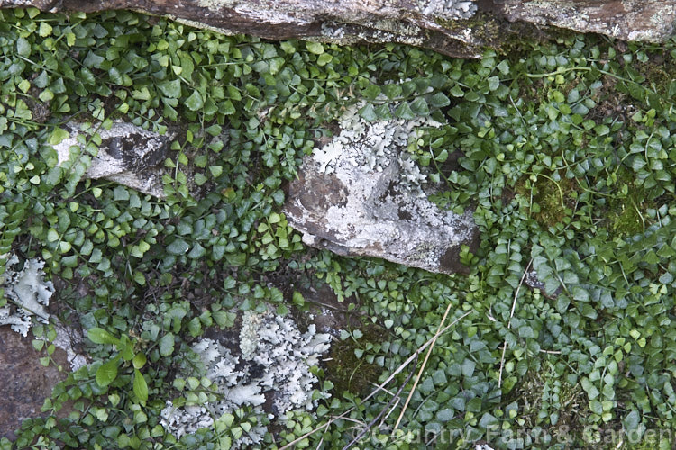 Necklace Fern (<i>Asplenium flabellifolium</i>), a low, spreading, evergreen fern usually found on rocks or in crevices, where it is frequently an early coloniser. It occurs naturally in New Zealand and southeastern Australia, including Tasmania. asplenium-2279htm'>Asplenium. <a href='aspleniaceae-plant-family-photoshtml'>Aspleniaceae</a>.