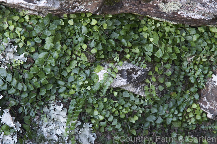 Necklace Fern (<i>Asplenium flabellifolium</i>), a low, spreading, evergreen fern usually found on rocks or in crevices, where it is frequently an early coloniser. It occurs naturally in New Zealand and southeastern Australia, including Tasmania. asplenium-2279htm'>Asplenium. <a href='aspleniaceae-plant-family-photoshtml'>Aspleniaceae</a>.