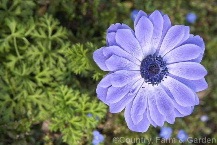 Bedding Anemone (<i>Anemone coronaria cultivar or hybrid</i>), a rhizomatous southern European perennial that has been extensively developed to produce large, fancy flowers. Many strains are grown. Order: Ranunculales, Family: Ranunculaceae