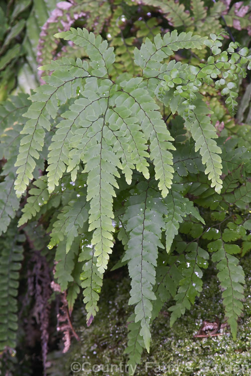 Cunningham's Maidenhair Fern (<i>Adiantum cunninghamii</i>), an evergreen fern found in damp areas throughout New Zealand and also on the Kermadec Islands. The fronds can grow to nearly 40cm long. It is similar to Adiantum diaphanum but is large and with more heavily divided fronds. Order: Polypodiales, Family: Pteridaceae