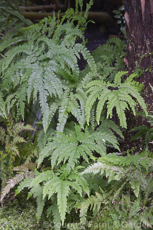 Cunningham's Maidenhair Fern (<i>Adiantum cunninghamii</i>), an evergreen fern found in damp areas throughout New Zealand and also on the Kermadec Islands. The fronds can grow to nearly 40cm long. It is similar to Adiantum diaphanum but is large and with more heavily divided fronds. Order: Polypodiales, Family: Pteridaceae