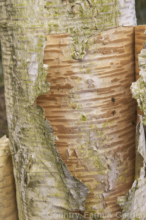 Betula 'Fetisowii', a Central Asian hybrid birch of unknown parentage. It is notable for it white bark, which peels away in large strips to reveal a warm pinkish-brown layer beneath. betula-2077htm'>Betula. <a href='betulaceae-plant-family-photoshtml'>Betulaceae</a>.