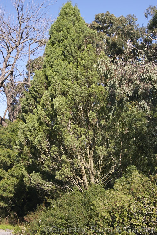 Murray. River Cypress. Pine (<i>Callitris columellaris</i>), a narrow, upright, 25m tall, eastern Australian conifer. Despite the common name, it is a Cupressus relative not a pine. callitris-2625htm'>Callitris. Order: Pinales, Family: Cupressaceae